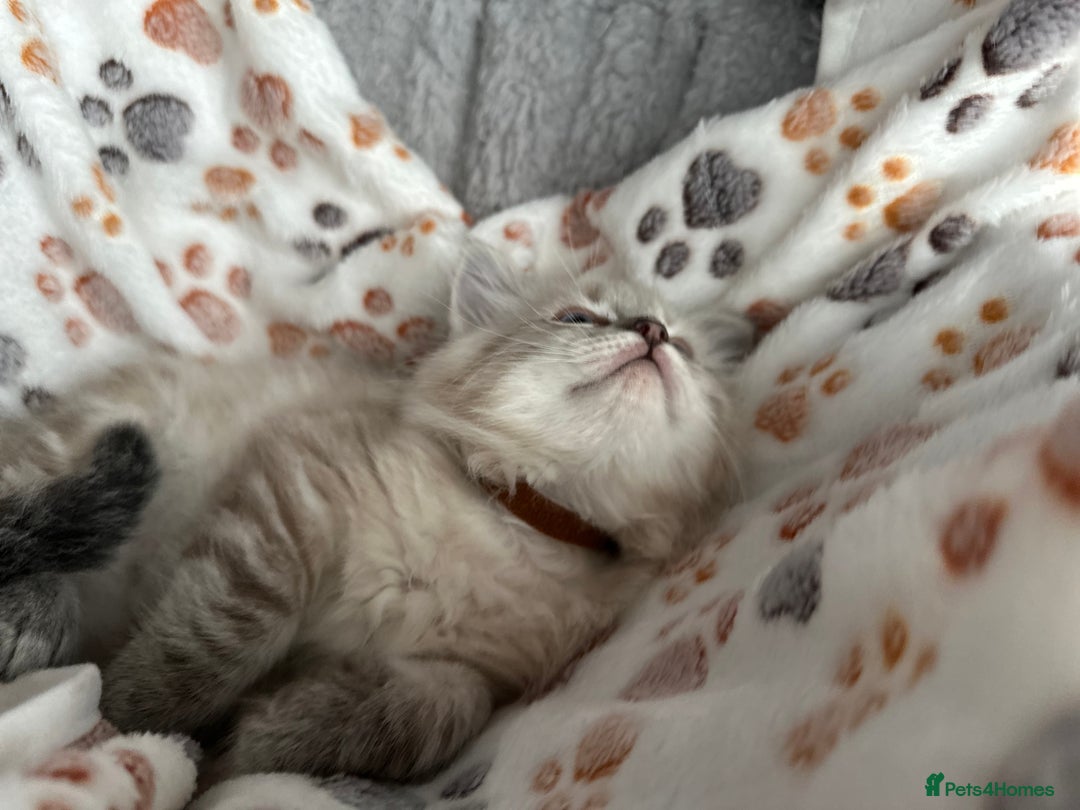 Ragdoll cats for sale: Gorgeous ragdoll kittens  - Advert 28