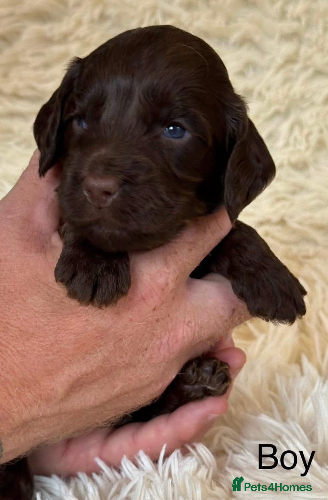 Cockapoo dogs for sale: Beautiful Merle cockapoo puppies ready 19th August - Image 8