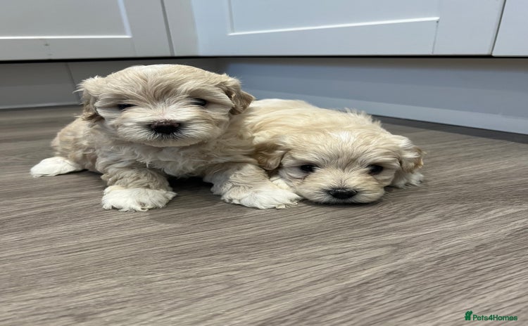 Maltipoo dogs - Advert 14
