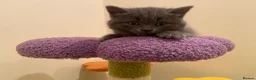 British Shorthair cats for sale: Amazing Pedigree British Shorthair Kittens  - Advert 16