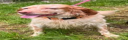 English Setter dogs for adoption: TIna  in Tonypandy - Advert 10