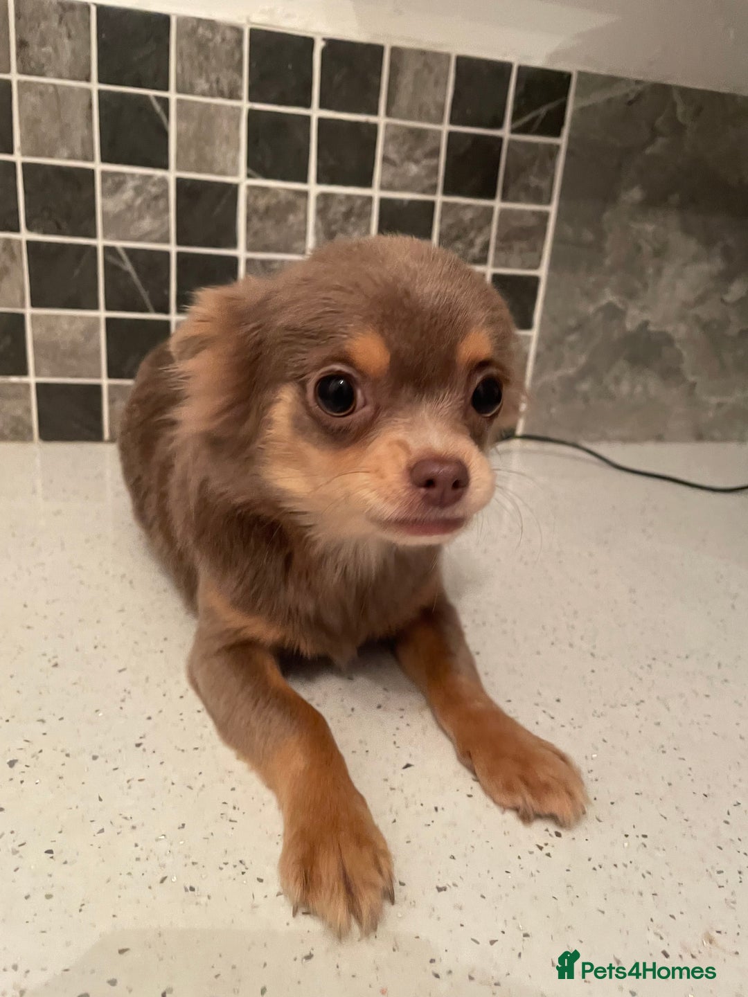 Chihuahua dogs for sale: Mini  **  chihuahua puppies  - Advert 10