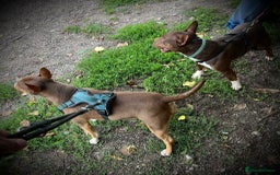 Miniature Bull terrier dogs for sale: 🐾 Exclusive Miniature Bull Terrier Puppies🐾  - Image 5