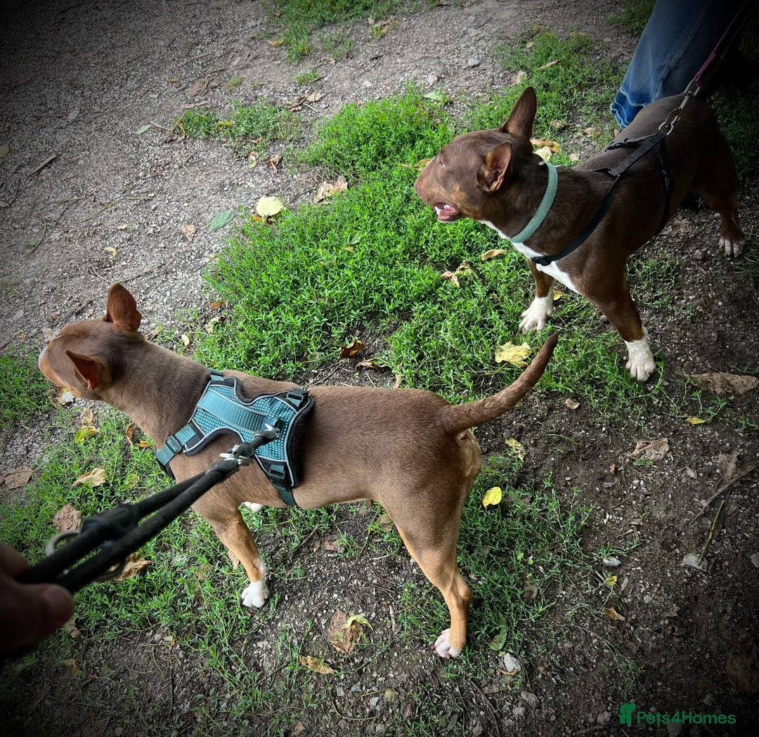 Miniature Bull terrier dogs for sale: 🐾 Exclusive Miniature Bull Terrier Puppies🐾  - Image 5