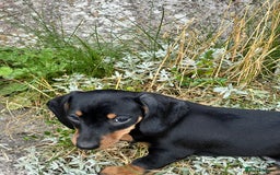 Dachshund dogs for sale: Stunning Miniature Dachshounds  - Image 1