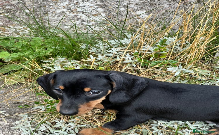Dachshund dogs - Advert 1