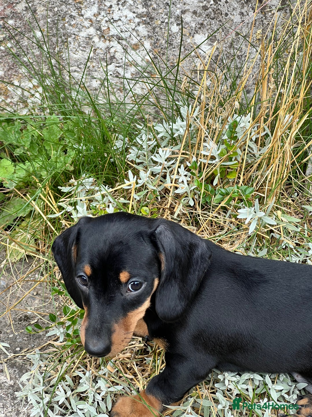 Dachshund dogs for sale: Stunning Miniature Dachshounds  - Image 1