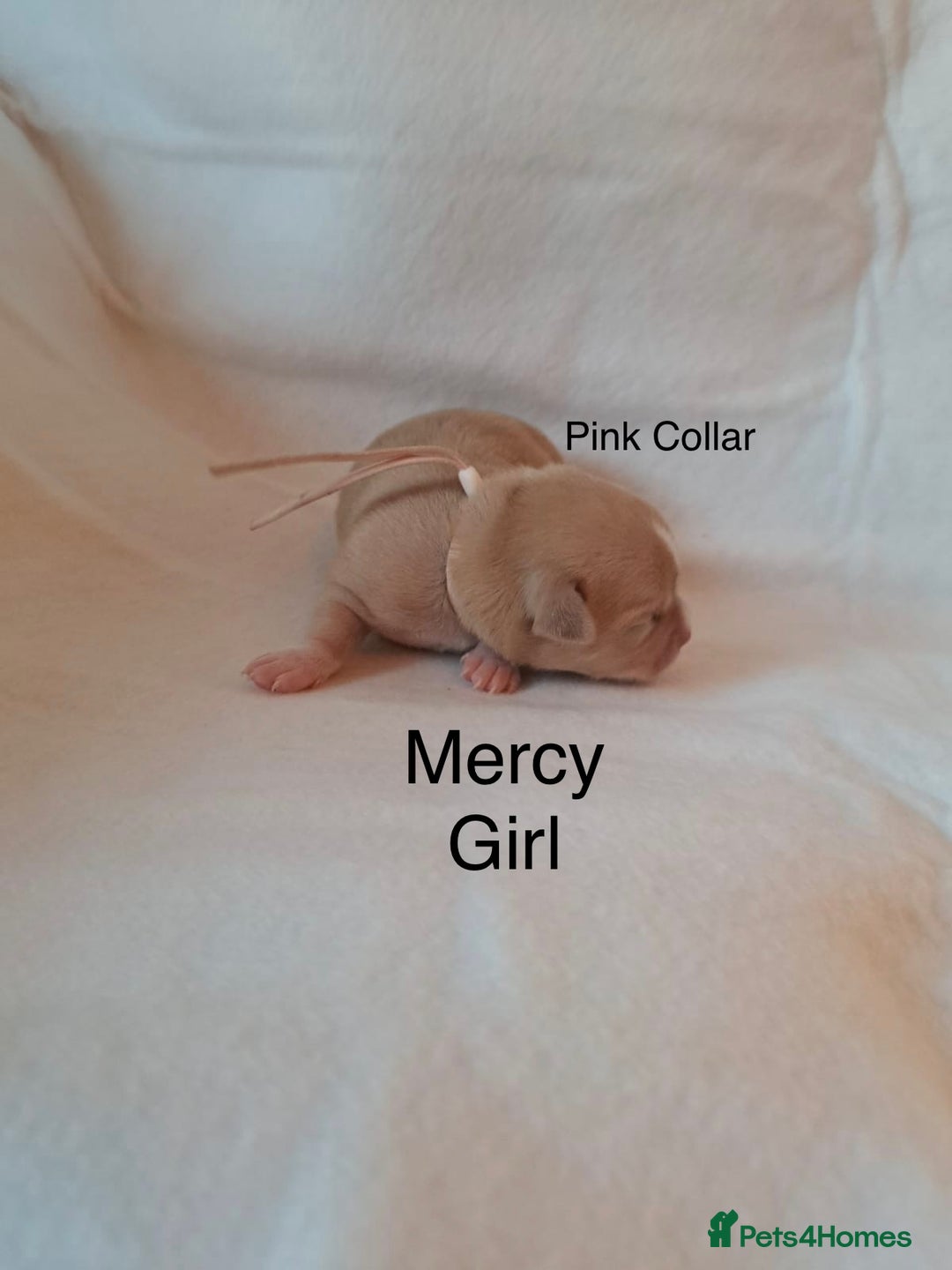 Chihuahua dogs for sale: Beautiful Chihuahua pups - Advert 5