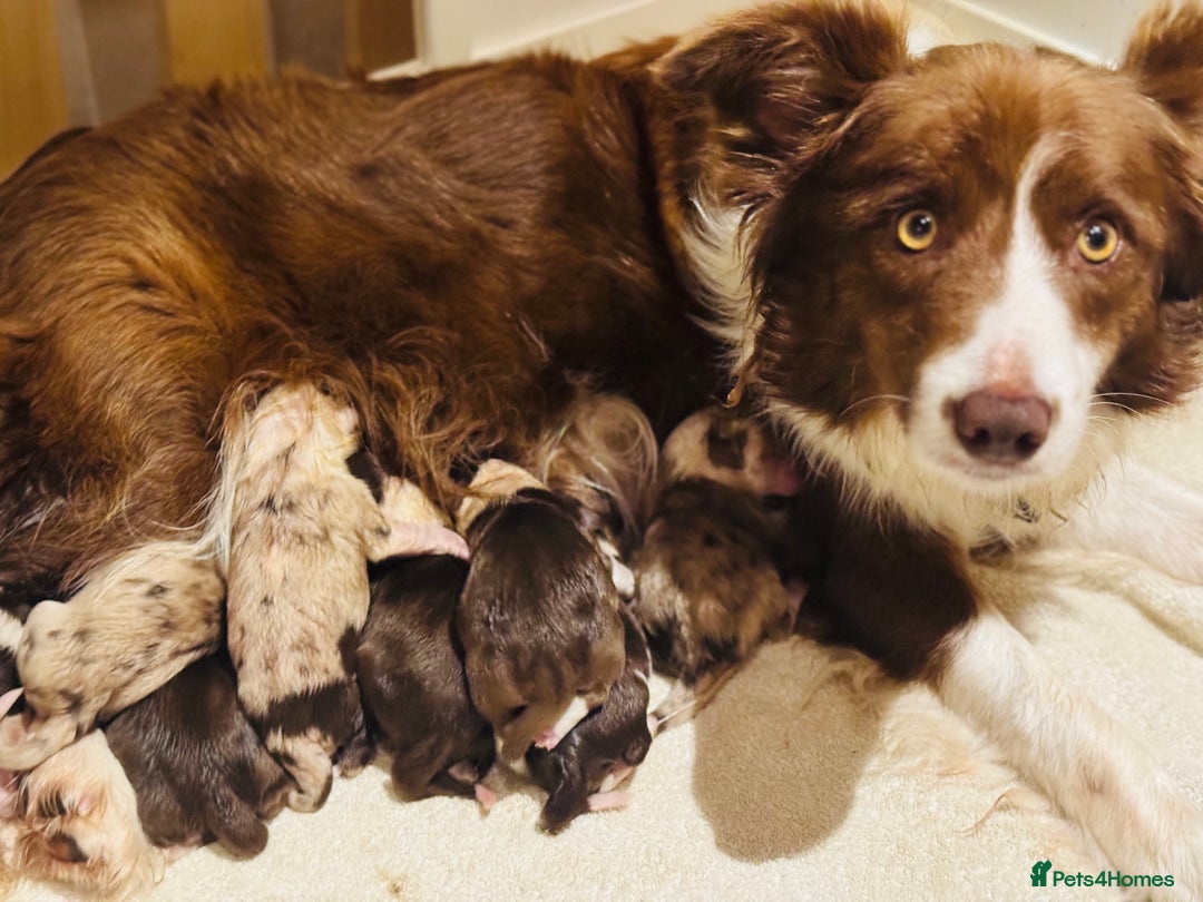 Border Collie dogs for sale: KC Reg (Pending) Border Collie Puppies For Sale - Advert 2