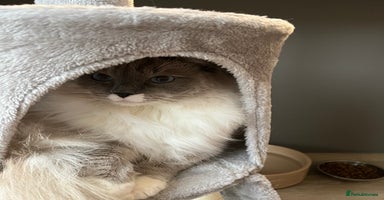 Ragdoll cats - Advert 4