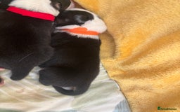 Australian Shepherd dogs for sale: KC registered Australian shepherd puppies  - Image 9