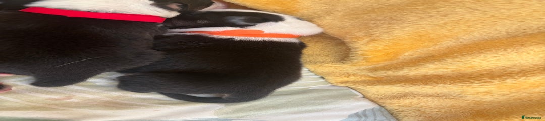 Australian Shepherd Puppy Orange collar
