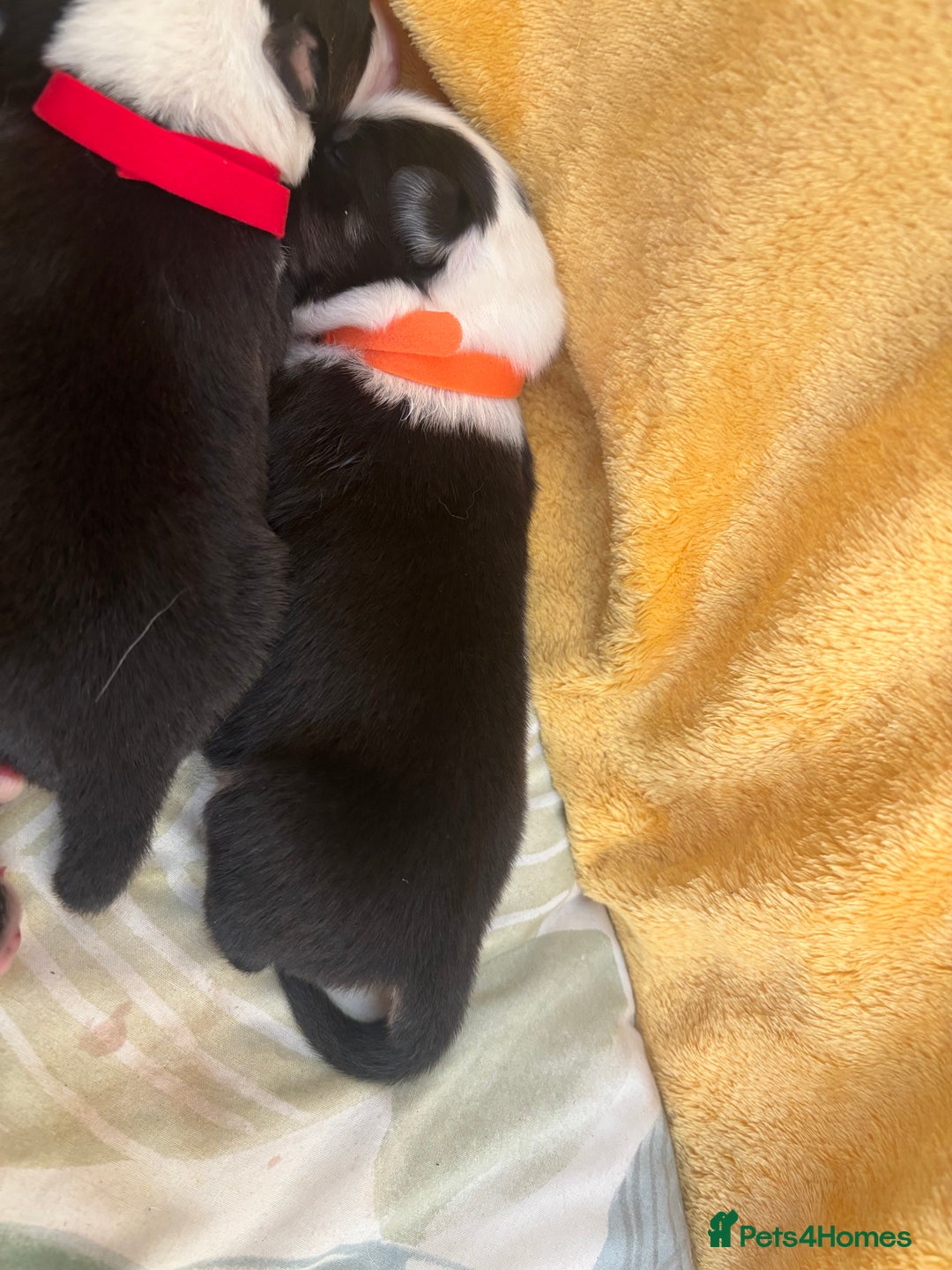 Australian Shepherd dogs for sale: KC registered Australian shepherd puppies  - Image 9
