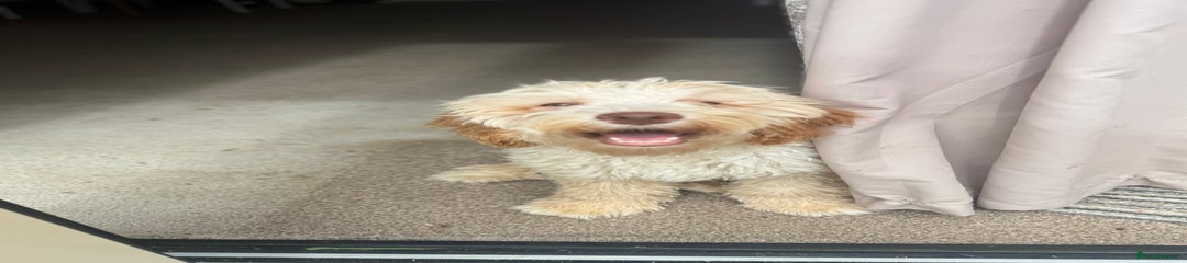 Albie