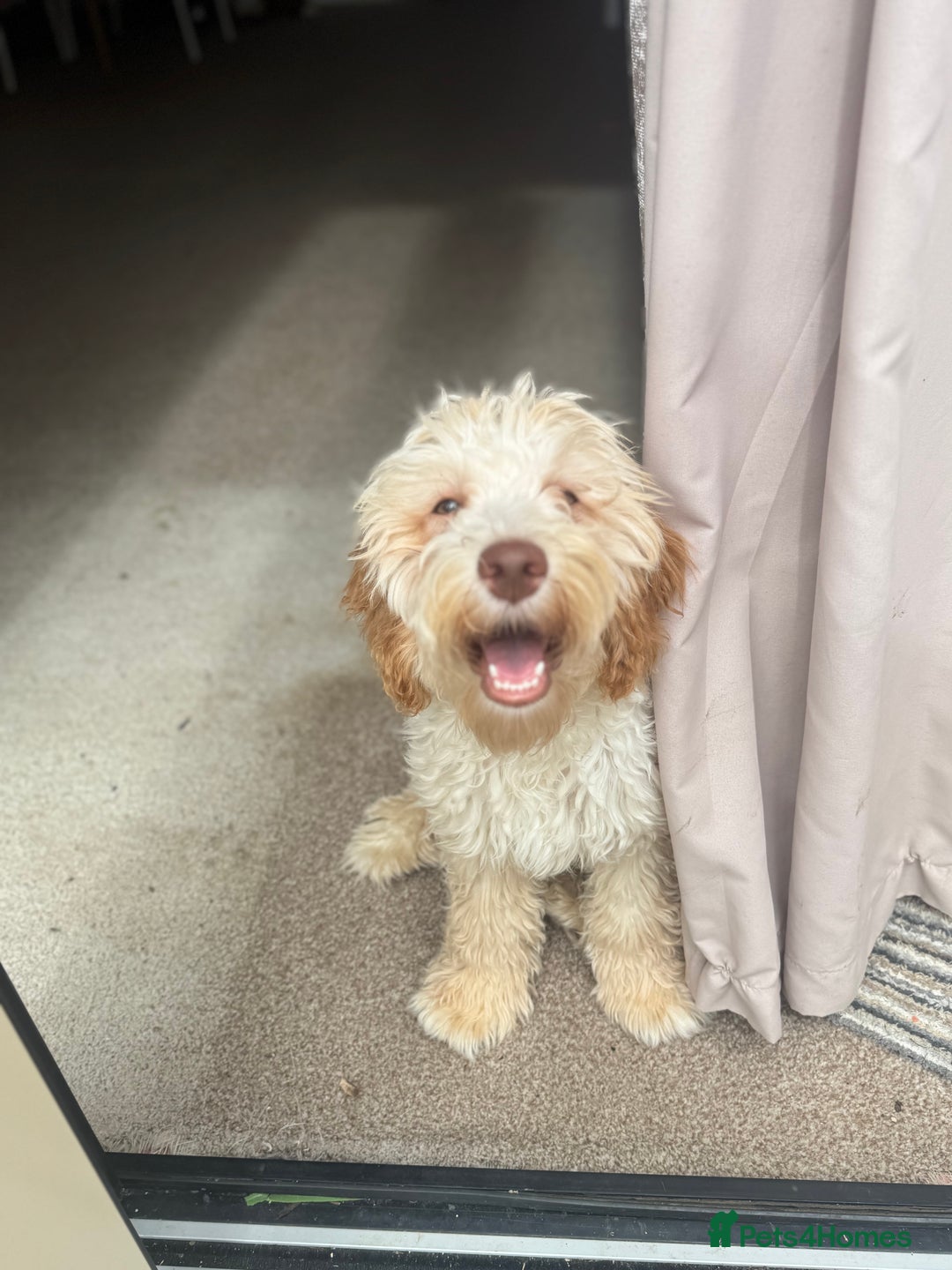 Cockapoo dogs for sale: 2 Male Cockapoos need a home :( - Image 5