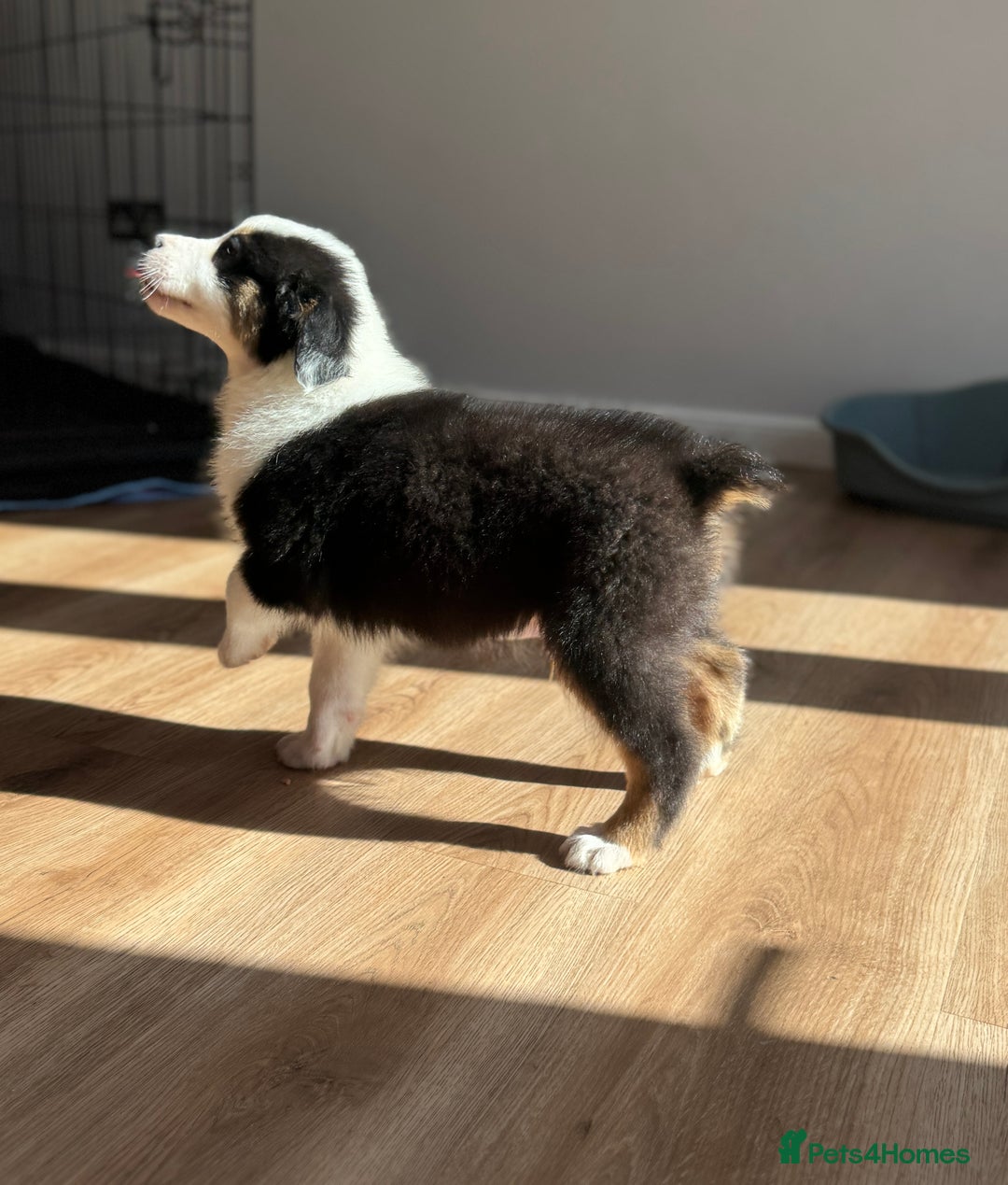 Australian Shepherd dogs for sale: Last KC registered Australian Shepard puppy! - Image 2