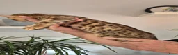 Bengal cats for sale: Pure Bred Bengal Male  - Advert 3