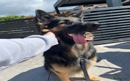 German Shepherd dogs for sale: 11 Beautiful German Shepherd Puppies 😍 - Image 21