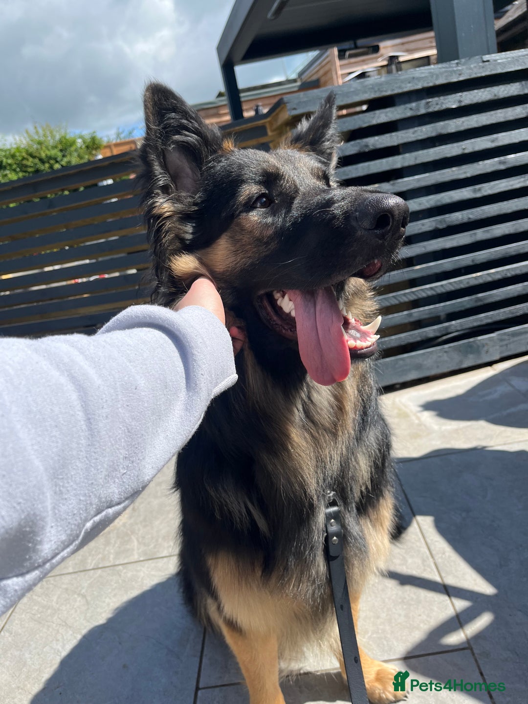 German Shepherd dogs for sale: 11 Beautiful German Shepherd Puppies 😍 - Image 21