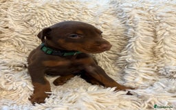 Dobermann dogs for sale: 12 stunning Doberman puppies - Image 27