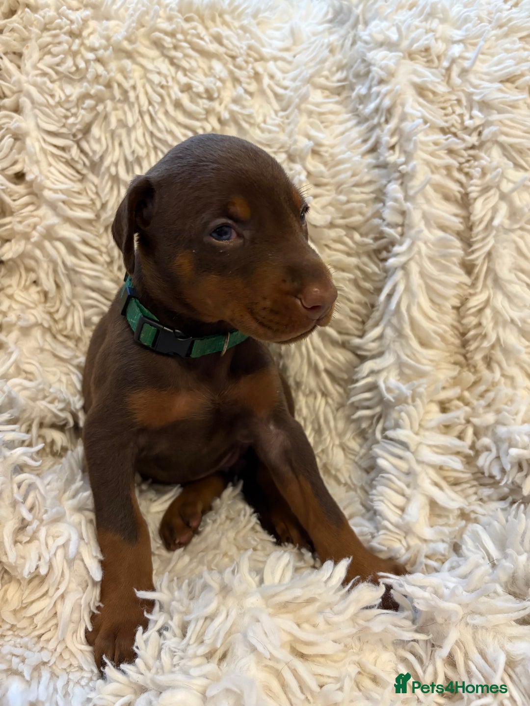 Dobermann dogs for sale: 12 stunning Doberman puppies - Image 27