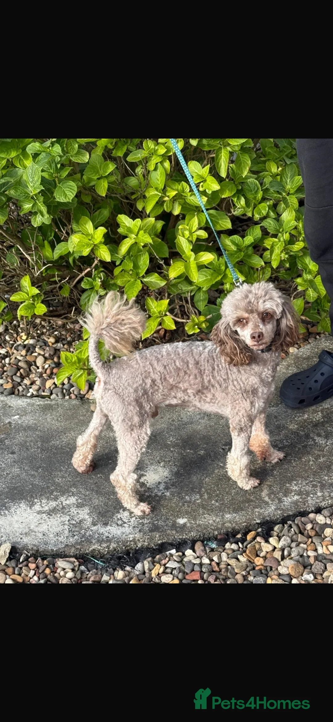 Cockapoo dogs for sale: F1BB TOY COCKAPOOS - Advert 11