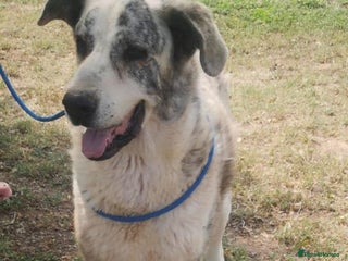 Mastiff dogs in Hengoed - Advert 2