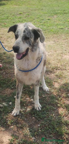 Mastiff dogs 🚨 Marley kennel is closing reduced fee ! in Hengoed - Advert 2