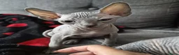 Sphynx cats for sale: Canadian sphynx kittens looking for home - Advert 18