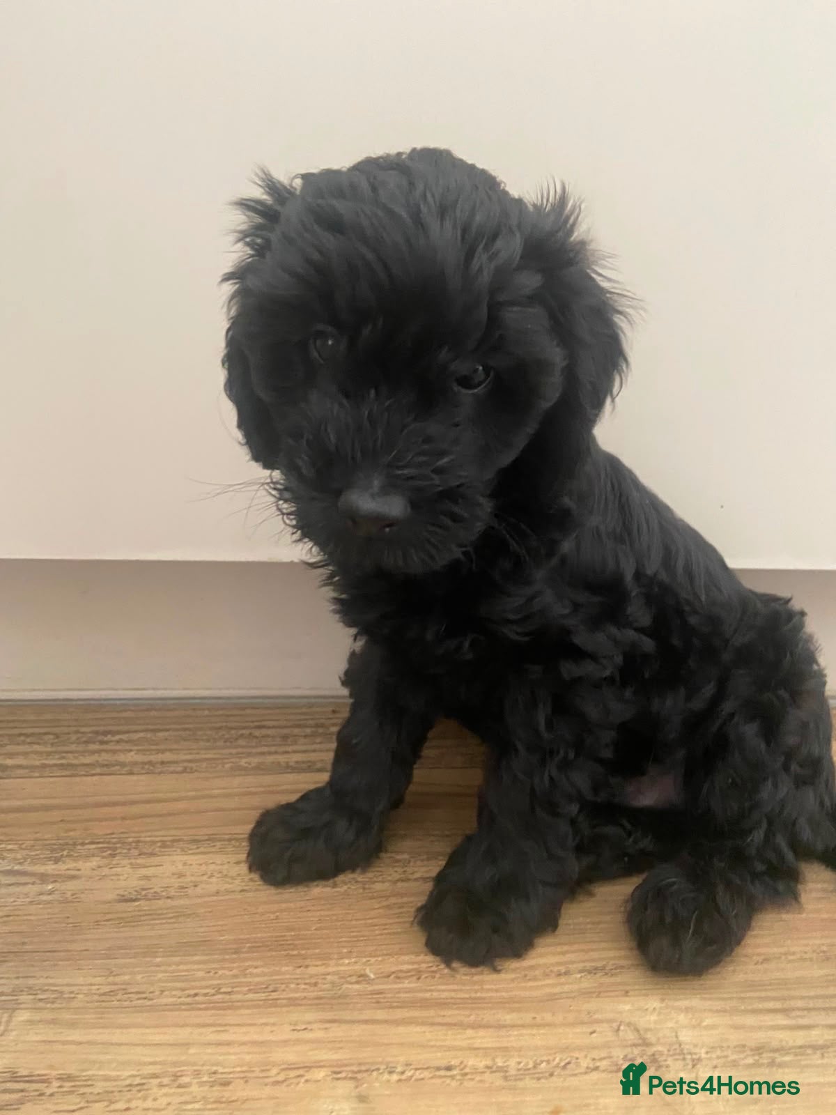 Cavapoo dogs Little Romeo looking for his Juliet!  - Advert 18