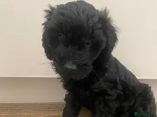 Cavapoo dogs Little Romeo looking for his Juliet! - Advert 18