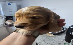 Cockapoo dogs for sale: Cockapoos for sale  - Image 1