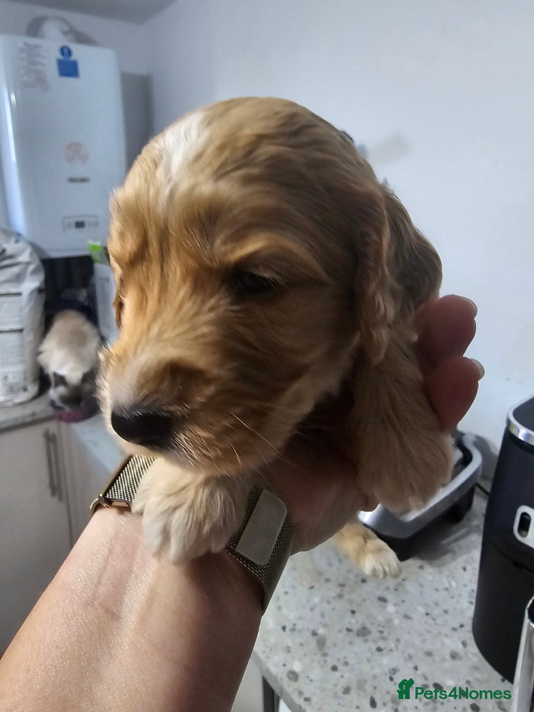 Cockapoo dogs for sale: Cockapoos for sale  - Image 1