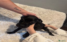 Cane Corso dogs for sale: Beautiful Litter Of Cane Corso Puppys - Image 39