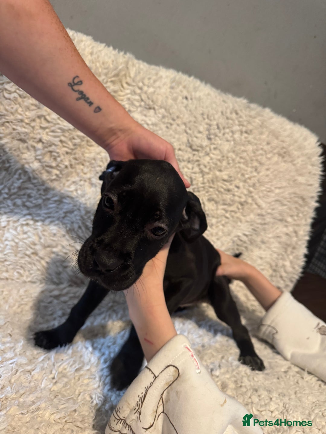 Cane Corso dogs for sale: Beautiful Litter Of Cane Corso Puppys - Image 39