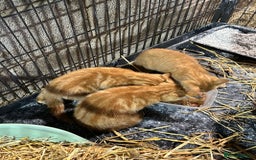 Mixed Breed cats for sale: Mixed litter kittens  - Image 4