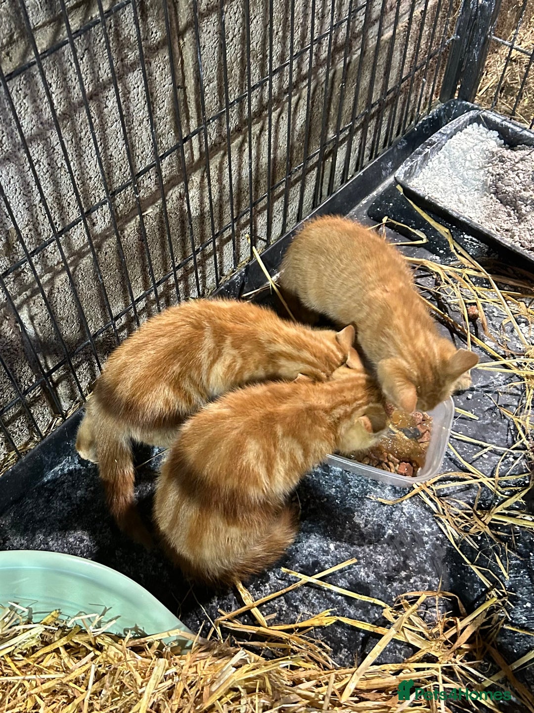 Mixed Breed cats for sale: Mixed litter kittens  - Image 4