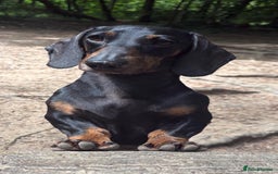 Dachshund dogs for sale: Miniature Dachshund Puppies   - Image 14
