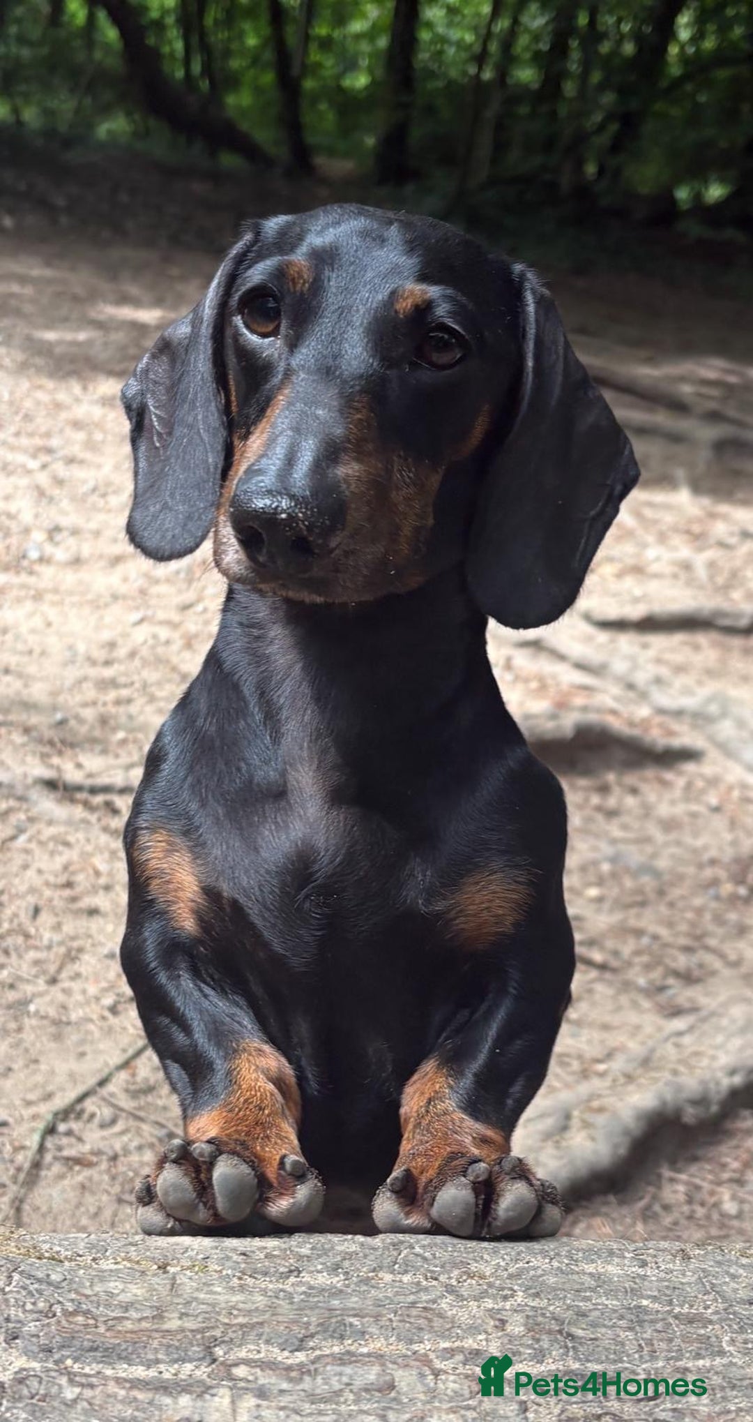 Dachshund dogs for sale: Miniature Dachshund Puppies   - Image 14
