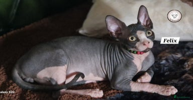Sphynx cats in Aldershot - Advert 2