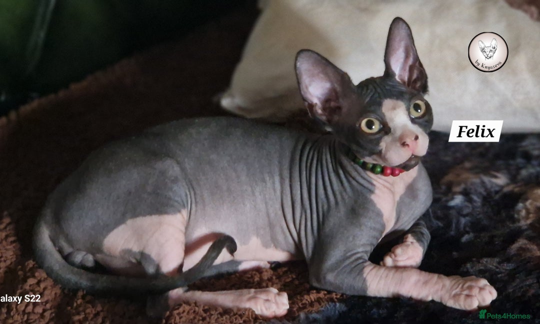 Sphynx cats for sale: Canadian Sphynx beautiful kittens 😸  in Aldershot - Image 3