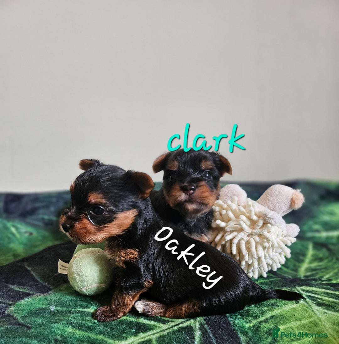 Yorkshire Terrier dogs for sale: miniature toy yorkie pups - Image 24