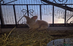 Angora rabbits for sale: Gorgeous Pedigree Full Faced Angora  - Image 19