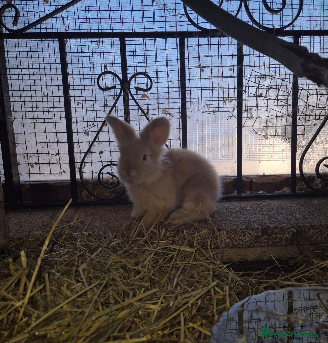 Angora rabbits for sale: Gorgeous Pedigree Full Faced Angora  - Image 19