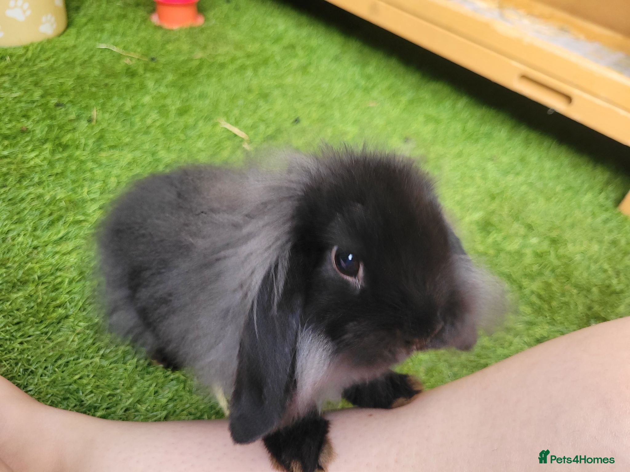 Mini Lion Lop rabbits Stunning Mini Lion Lop - ONE LEFT - Advert 1