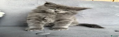 Maine Coon Kitten 1