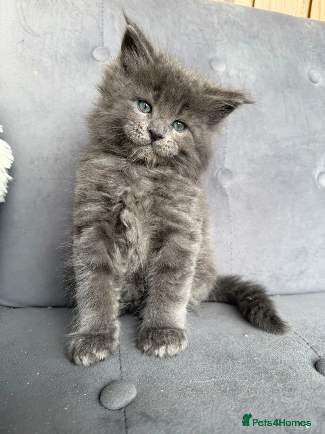 Maine Coon cats for sale: Beautiful GCCF reg Maine coon kittens for sale  - Advert 1