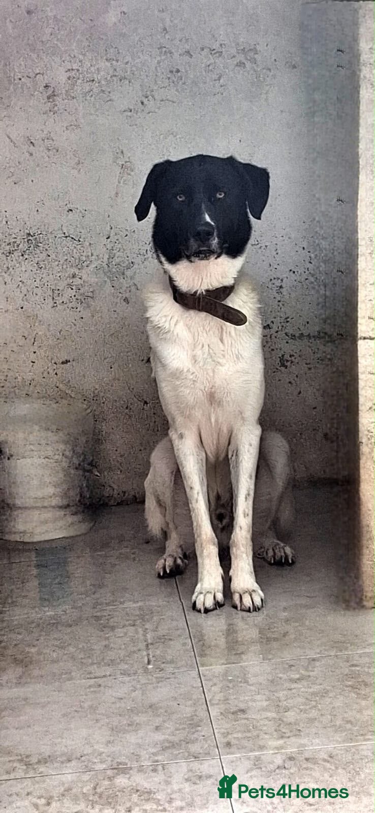 Mixed Breed dogs 💔 Meet Thaison: waiting for a Second Chance 💔 - Advert 1