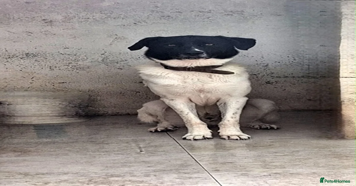 Dogs for adoption in Lampeter, Ceredigion | Pets4Homes