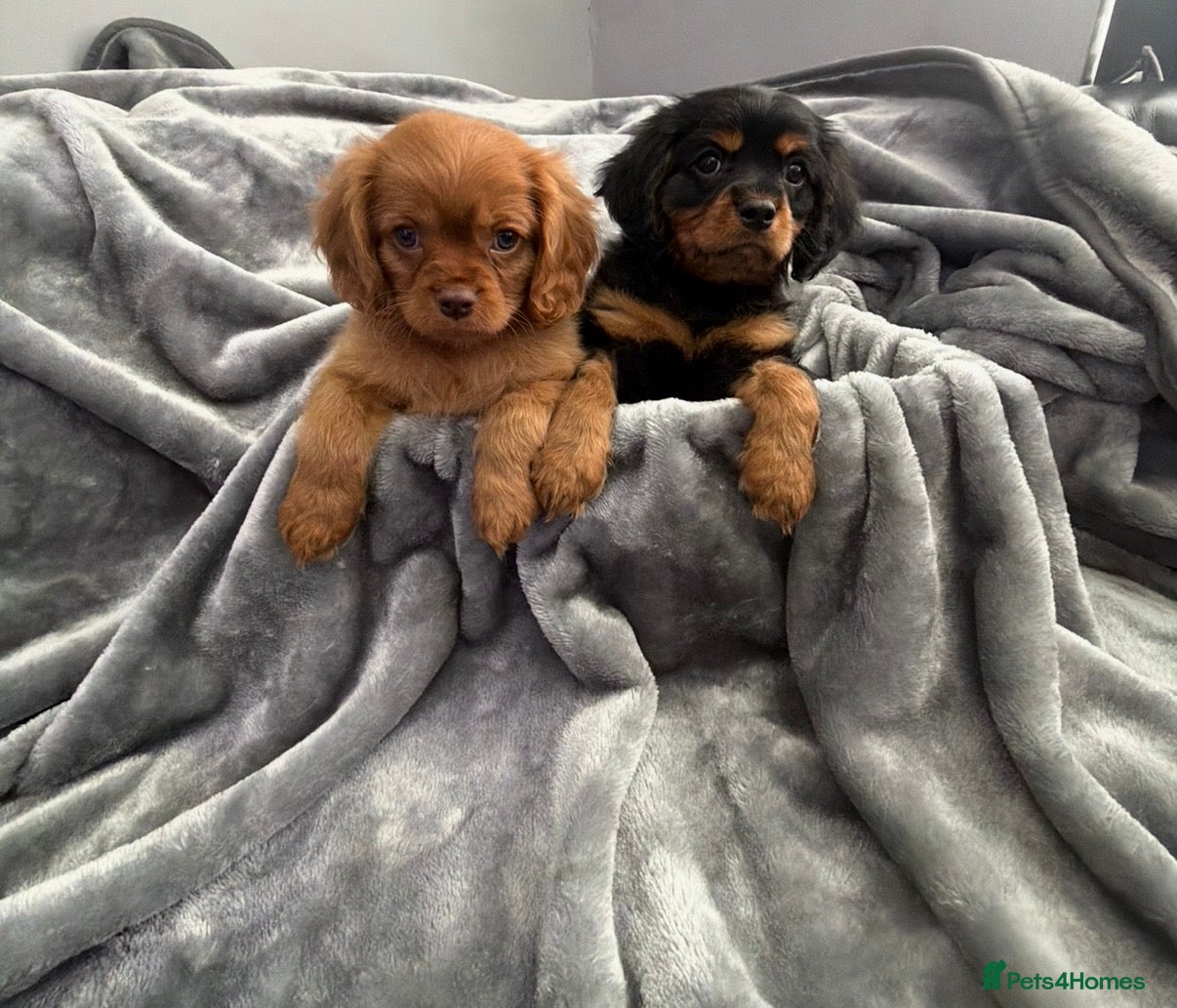 Cavalier King Charles Spaniel dogs KC REG EXTENSIVELY HEALTH TESTED CAV BABIES  - Advert 1